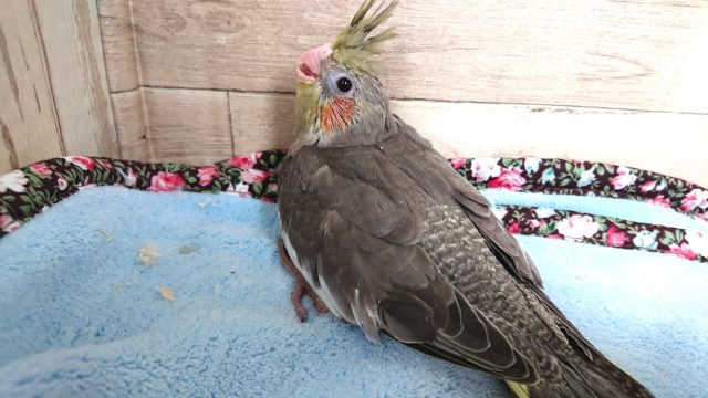 ベタ馴れさん、目指しましょー　オカメインコ　ノーマル　２０２１　１月７日