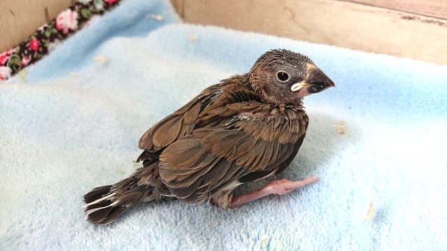 育てるのもー勉強ですねっ☆桜文鳥〜　２０２１ １月７日