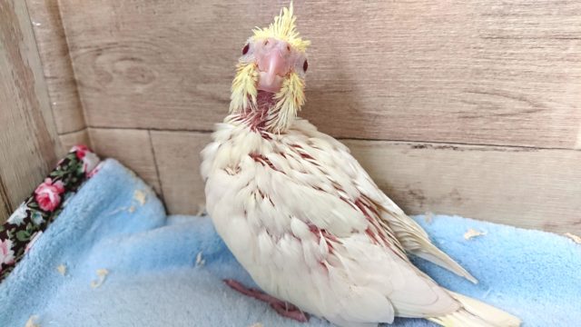オレンジのホッペが目印ーーオカメインコ!