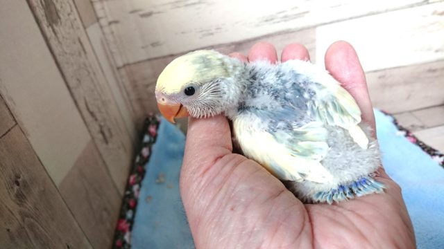 個性的さが光ります☆コザクラインコ　ブルーチェリーパイド〜