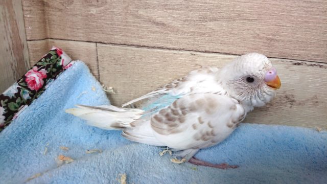 ﾚｱですよーー　久しぶりの　シナモン系カラーです♪　セキセイインコ～～