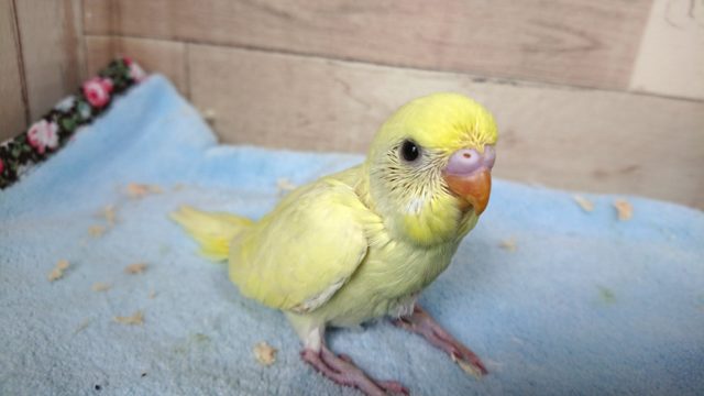 久々のクリームセキセイインコーー！いかがでしょうか？