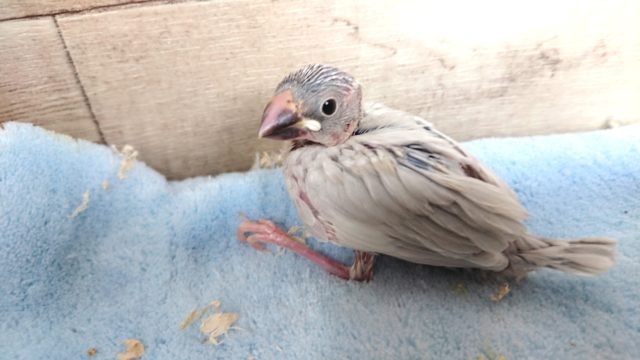 人気ですよっ♪　シルバー文鳥～いかがですか？？