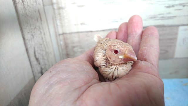 ｷﾚｲな赤目さん☆シナモン文鳥～来ましたよっ