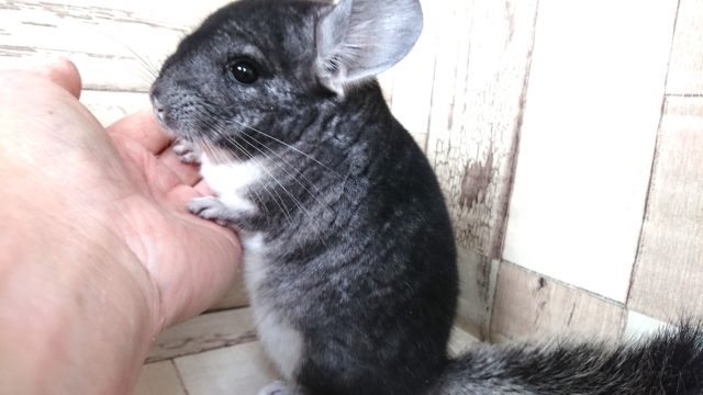 環境の変化も何のその！！人が好きなんです～　チンチラ　ノーマル～～