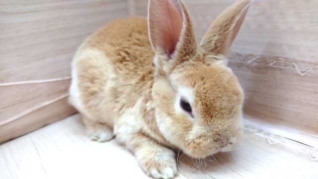 表情がたまりません。。　レッキス　男のコ♪〜〜