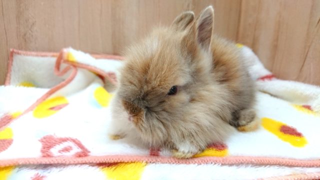 モフモフ確定？！！ライオンラビット〜