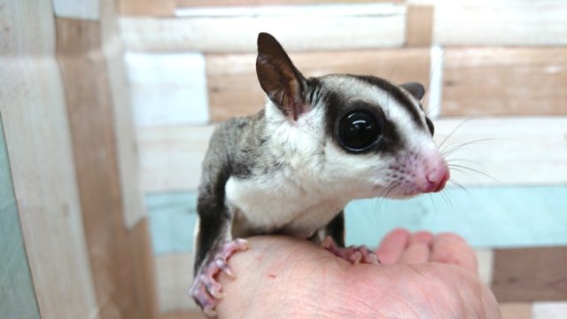 スラッとしたシッポ♪フクロモモンガ～