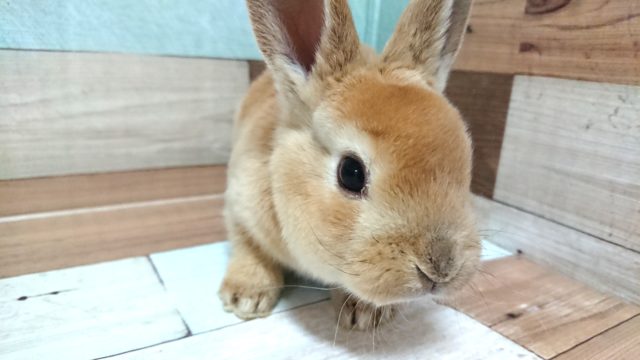 穏やかなコ♪　レッキス　女のコ来ました～～