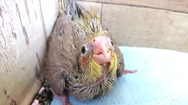 早めにきてねーオカメインコ　シナモンになります　2021　１月１４日