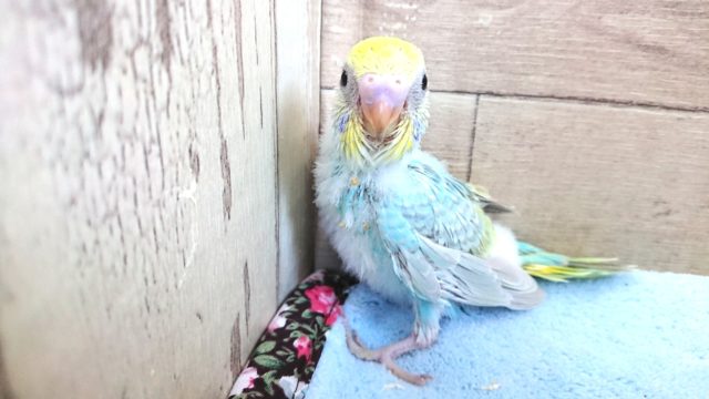 人気のカラー☆セキセイインコ　レインボー　2021　１月１４日