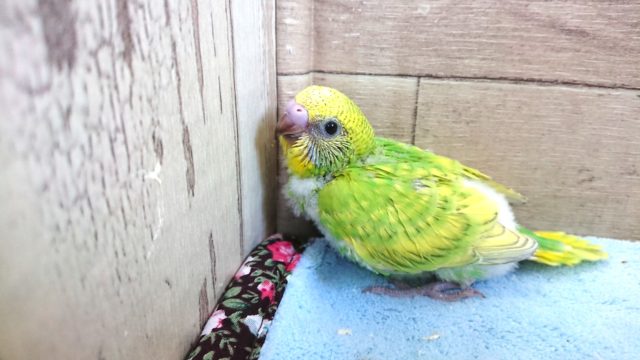 春っぽいかもー　セキセイインコ　スパングル〜〜