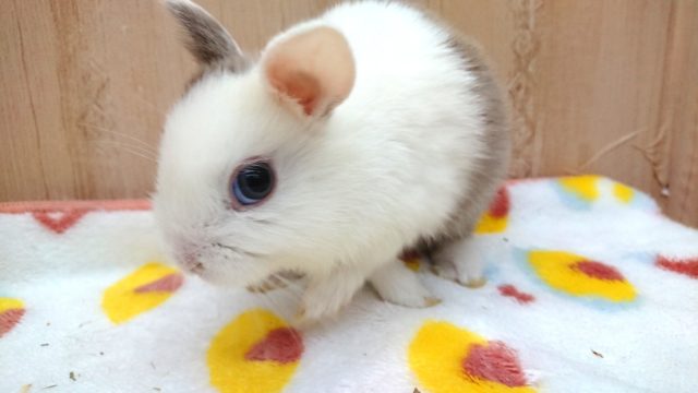 個性バツグン！！ネザーランドドワーフラビットーー