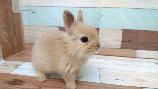 手の上の　うさ饅頭～ネザーランドドワーフラビット～～