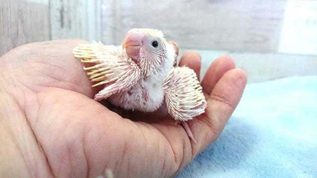 レアカラーです☆セキセイインコ クリーム系 2021 １月22日