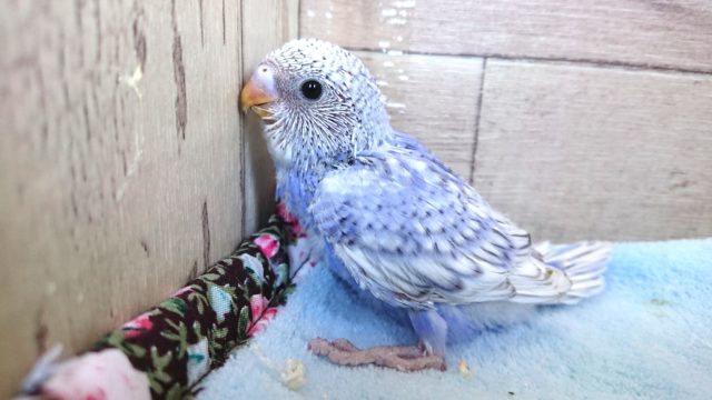 人気！オススメのセキセイインコ スパングル １月２２日