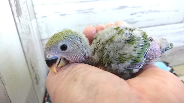 お待ちの方も多いです！コザクラインコ ノーマル １月２２日