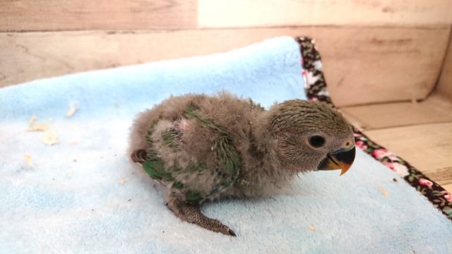 綿々がワタワタ歩きます～　コザクラインコ　ノーマル来ました～～