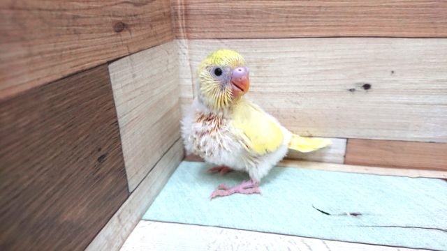 ﾚｱ！クリーム系のハルクィン～黒がほぼなしっ　セキセイインコ～～