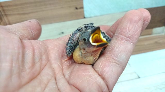 やってきました！桜文鳥のヒナ～～