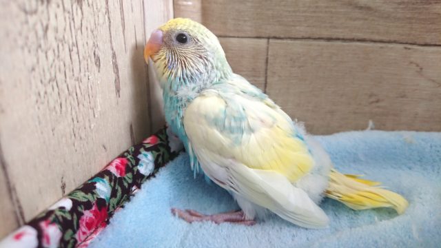 個性的なコ！いかがですか？？セキセイインコ　レインボーパイド　２０２１　１月３０日
