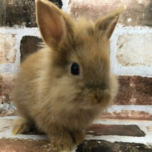 おやつは正義☆ライオンラビット(オレンジ)