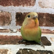 ご自由にお撮り下さい♥コザクラインコ(オパーリン)