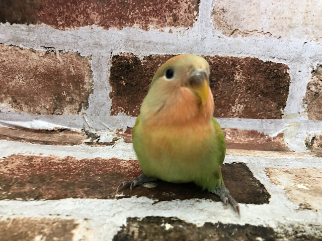 ご自由にお撮り下さい♥コザクラインコ(オパーリン)