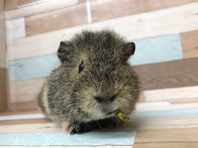 なでなですると満足そう！？メリノモルモットちゃん♪