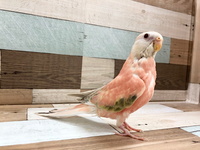 綺麗で目を奪われます…ローズアキクサインコ(ファロー)