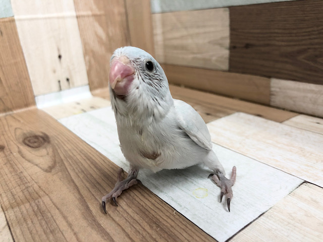 小さな美人さん♥マメルリハちゃん(アメリカンホワイト)