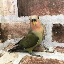 超ホヤホヤ最新画像♪落ち着いたカラーですね！コザクラインコ(オリーブ)