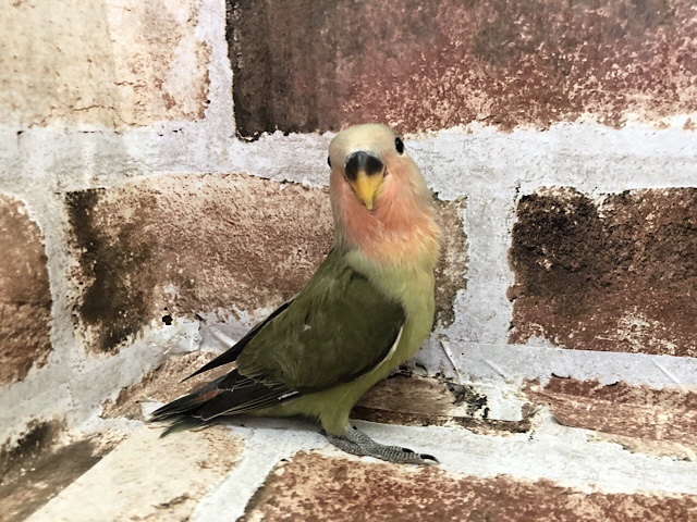 超ホヤホヤ最新画像♪落ち着いたカラーですね！コザクラインコ(オリーブ)