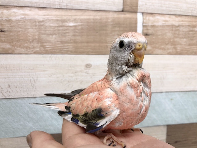 超ホヤホヤ最新画像♪将来有望！？ローズアキクサインコヒナ〜！