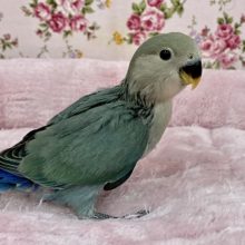 爽やかブルー♪　コザクラインコ“ブルーチェリー”のひな　2021.1/25撮影