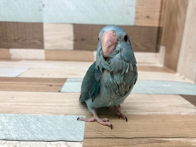 体は小さくても動きは豪快★マメルリハちゃん(ブルー)