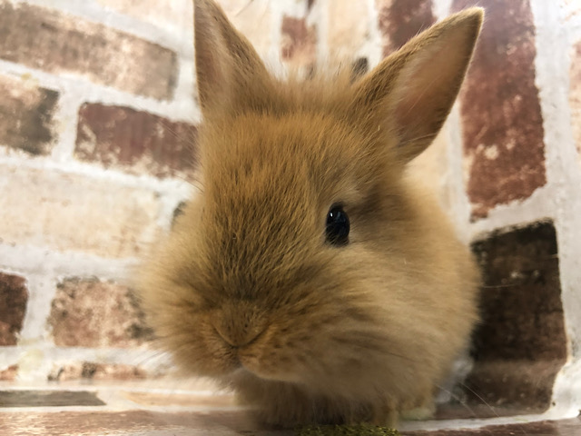 控えめな食いしん坊★ライオンラビット(オレンジ)