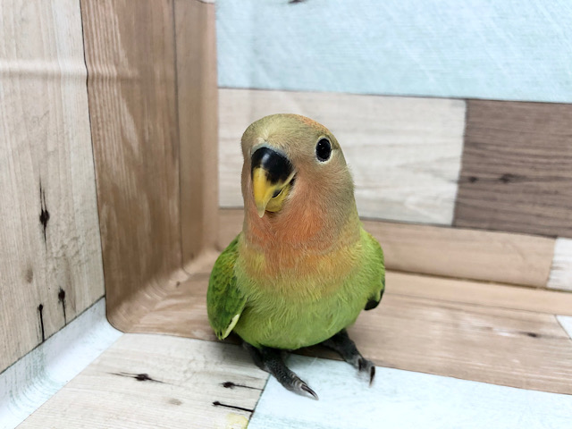 超ホヤホヤ最新画像♪あどけないお顔がキュート♡コザクラインコ(オパーリン)
