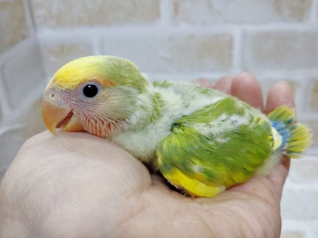 カラフルー　小桜インコ☆タイガーチェリー 2020年01月08日撮影