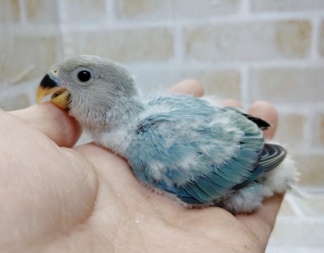 ブルーのレアカラー　小桜インコ☆ブルーオパーリン 2021年01月08日撮影