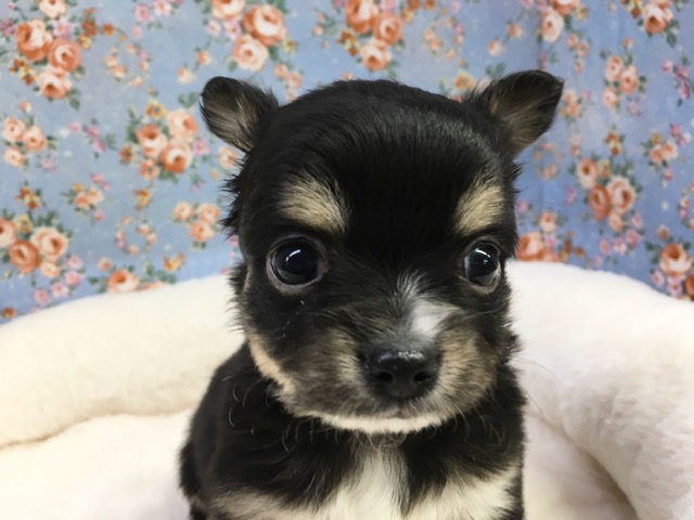 Ｌチワワ（ブラックタン＆ホワイト）男の子　入舎！！