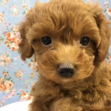 トイプードル（レッド）男の子　入舎！！