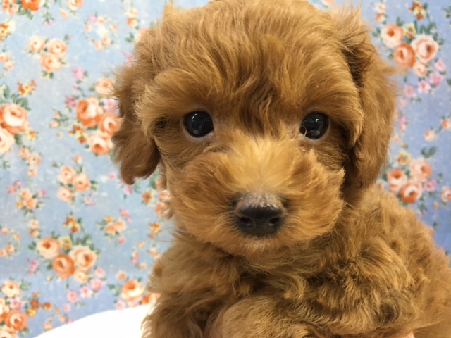 トイプードル（レッド）男の子　入舎！！