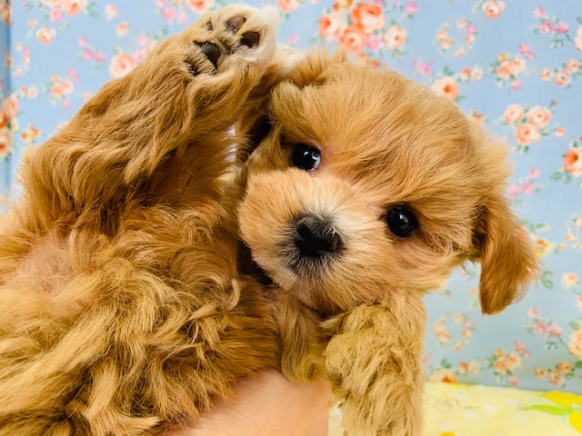 そんなポーズで固まるの?!ミックス犬(マルプー)入舎です！