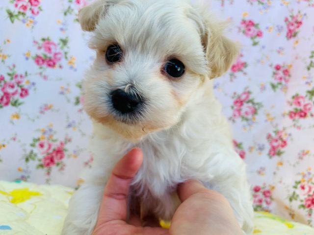 ミックスわんこっ　マルプーですよぉ～　もっこもこ！