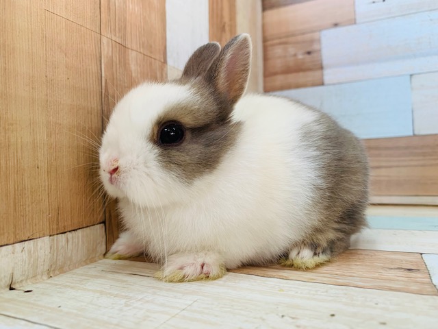 ペレットより牧草派!!ネザーランドドワーフ♪