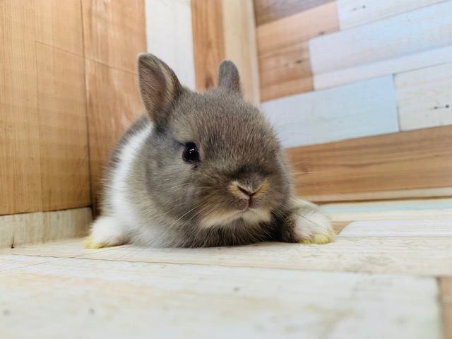 つぶれ顔のコをお探しの方にオススメ!ネザーランドドワーフ♪