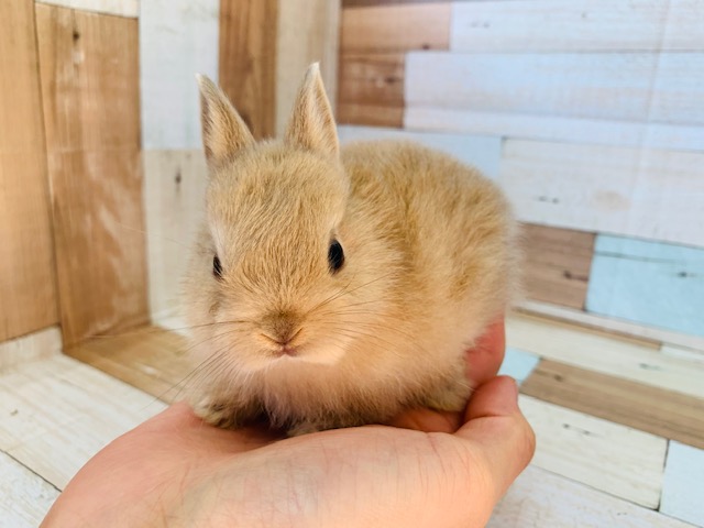 小柄なネザーランドドワーフが入舎！！