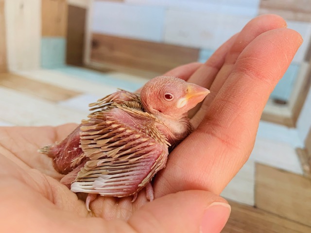大人気！シナモン文鳥入舎しました！