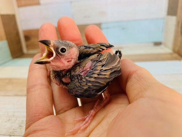 人気沸騰中!!桜文鳥さん♪